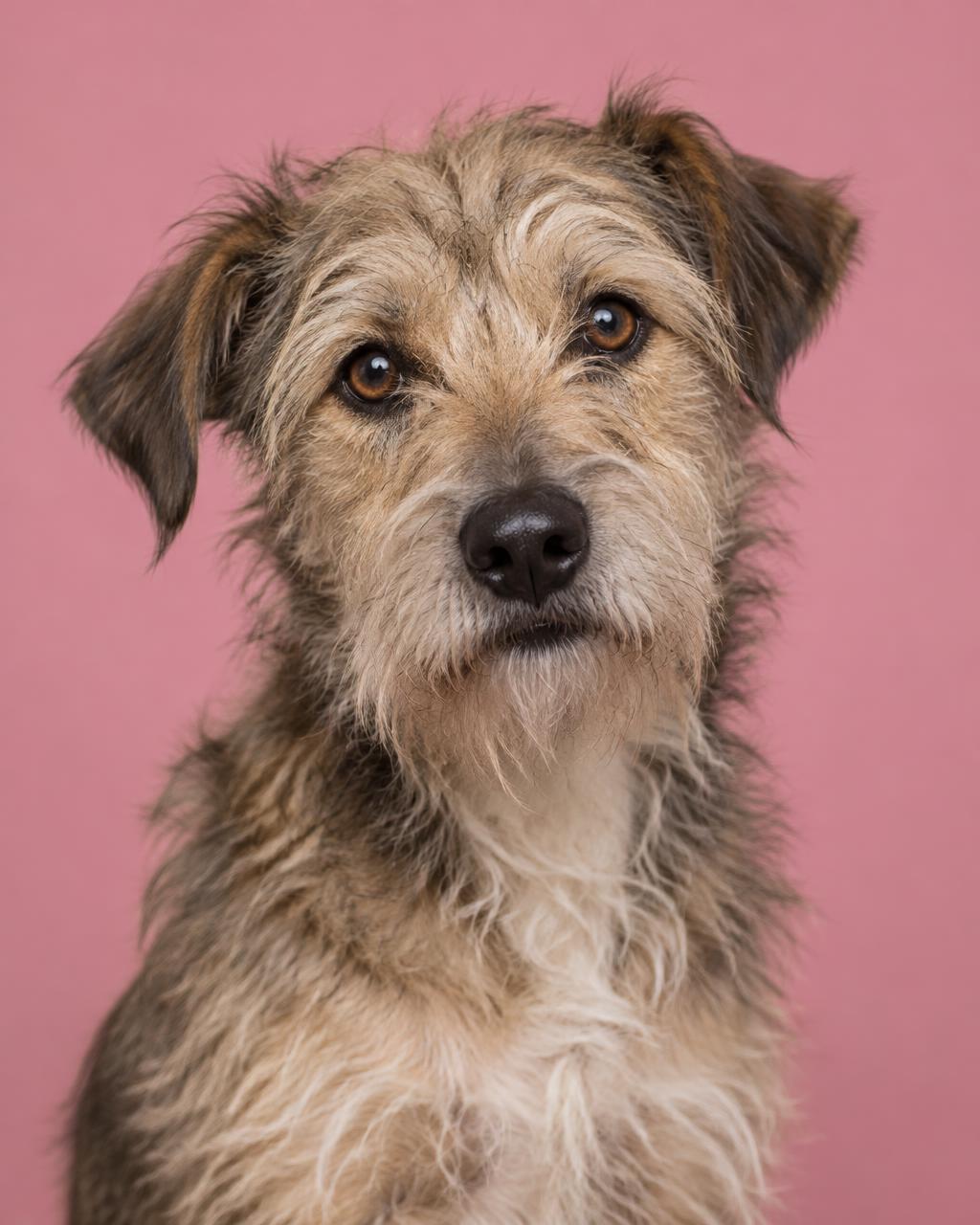 Retrato editorial ilustrativo de un perro mestizo de pelo duro